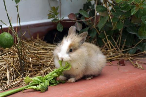 ¿Pueden los conejos comer apio? - ¿El apio es bueno para los conejos?