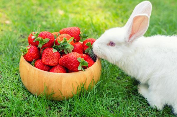 ¿Pueden los conejos comer fresas? - ¿Las fresas son buenas para los conejos?