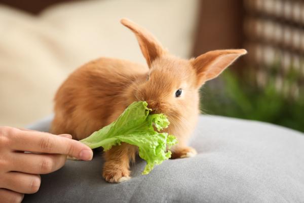¿Pueden los conejos comer lechuga?  - ¿Qué tipo de lechuga pueden comer los conejos?