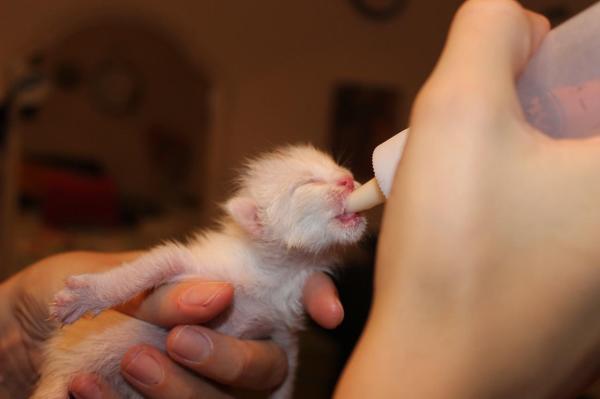 ¿Pueden los gatos beber leche? - ¿Pueden los gatitos beber leche?