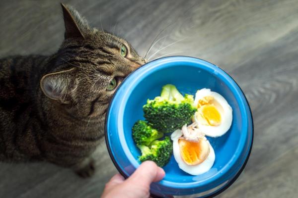 ¿Pueden los gatos comer brócoli? - Cómo ofrecer brócoli a tu gato
