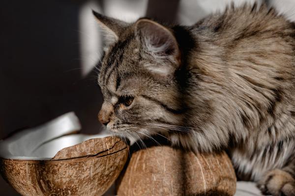 ¿Pueden los gatos comer coco?  - ¿El coco es bueno para los gatos?