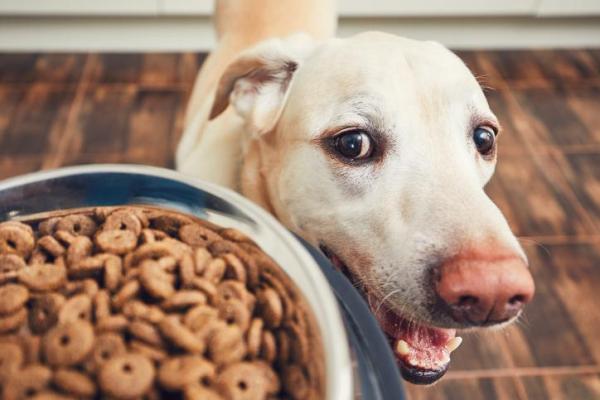 ¿Pueden los gatos comer comida para perros? - ¿De qué está hecha la comida para perros?