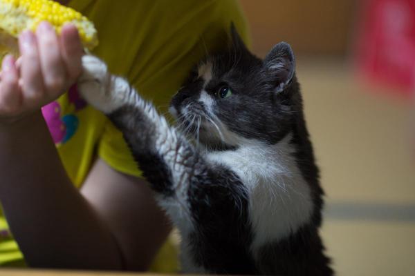 ¿Pueden los gatos comer maíz? - Dosis de maíz para gatos