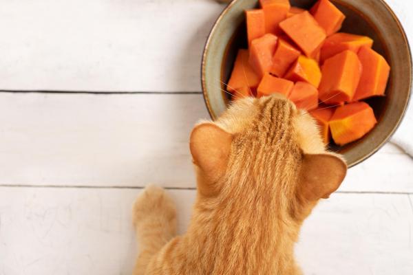 ¿Pueden los gatos comer papaya? - Cómo darle papaya a mi gato