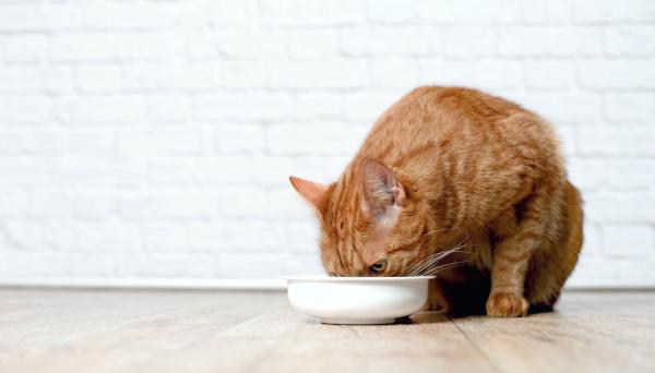 ¿Pueden los gatos comer pescado crudo? - ¿Qué pescado es seguro para los gatos?