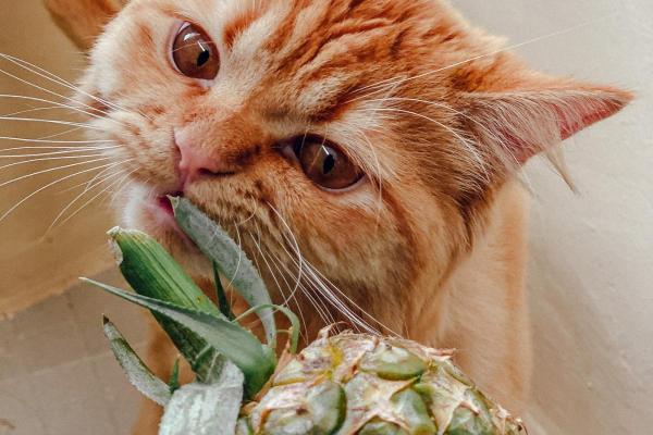 ¿Pueden los gatos comer piña? - ¿La piña es buena para los gatos?