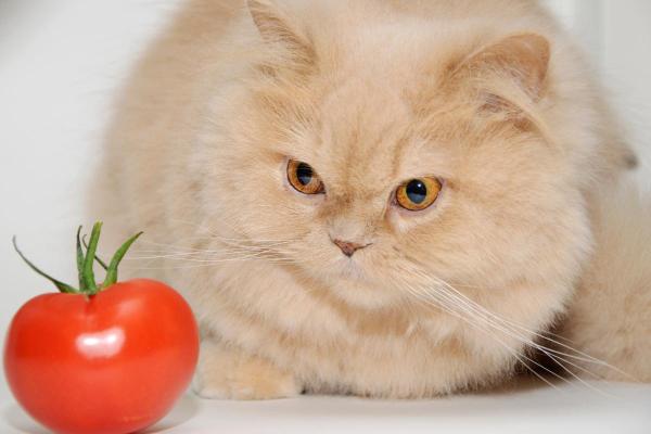 ¿Pueden los gatos comer tomates?  - ¿Los tomates son malos para los gatos?