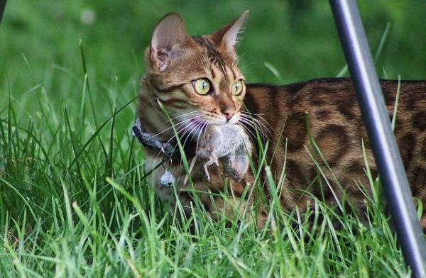 ¿Pueden los gatos comer yogur? - Beneficios y Contraindicaciones - Hábitos alimentarios de los gatos