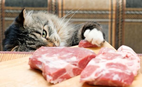 ¿Pueden los gatos ser veganos? - ¿Puede un gato ser vegetariano o vegano por voluntad propia?