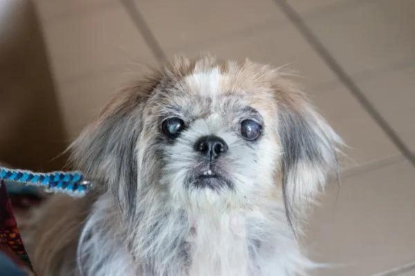 ¿Pueden los perros comer acelgas? - Beneficios de las acelgas para perros