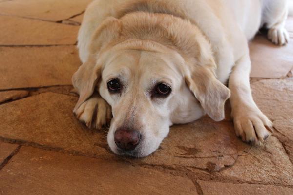 ¿Pueden los perros comer anacardos? - Efectos secundarios de los anacardos para perros