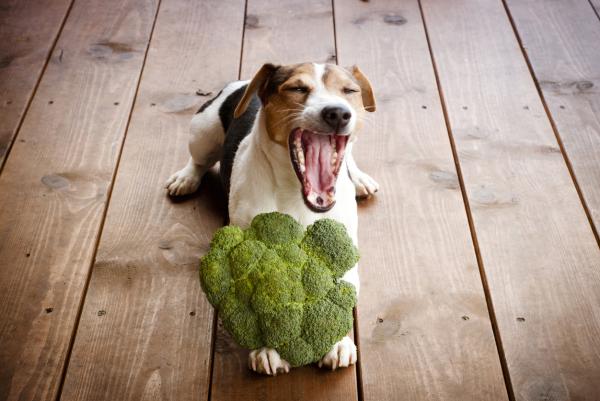 ¿Pueden los perros comer brócoli? - Perro comiendo brócoli: ¿es seguro?