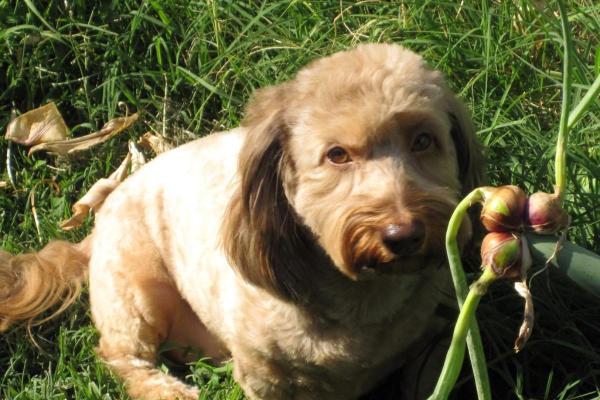 ¿Pueden los perros comer cebollas?  - Intoxicación por cebolla en perros - ¿Por qué la cebolla es mala para los perros?