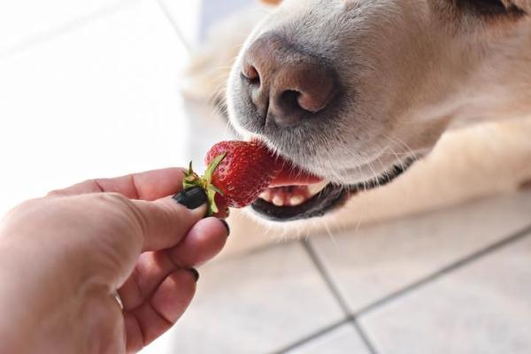 ¿Pueden los perros comer fresas?  - ¿Cómo regalar fresas a un perro?