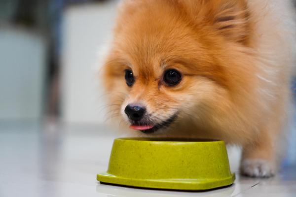 ¿Pueden los perros comer frijoles? - ¿Cómo darle frijoles a mi perro?