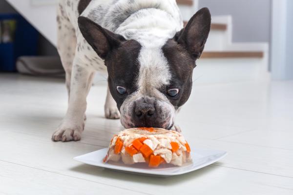 ¿Pueden los perros comer gelatina? - Posología de gelatina para perros