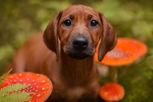 ¿Pueden los perros comer hongos? - Hongos venenosos para perros