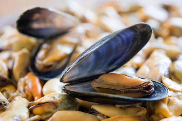 ¿Pueden los perros comer mejillones? - ¿Pueden los perros comer mejillones cocidos?