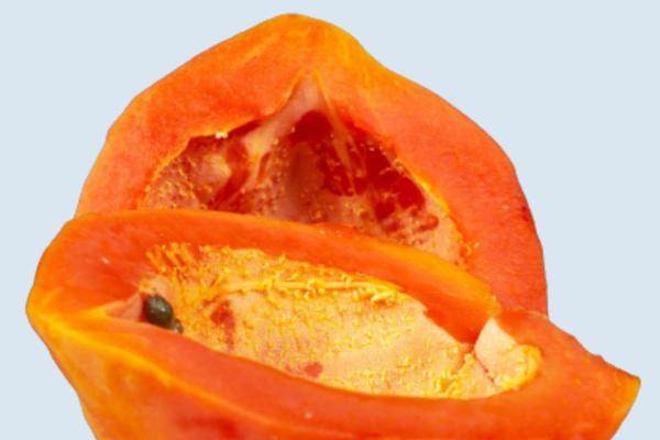¿Pueden los perros comer papaya? - Cómo darle papaya a tu perro