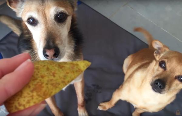 ¿Pueden los perros comer peras? - Cómo dar pera a los perros