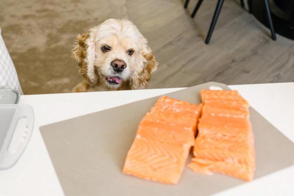 ¿Pueden los perros comer salmón? - ¿El salmón es bueno para los perros?