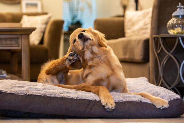 ¿Pueden los perros ser portadores de chinches?  - ¿Cómo puedes saber si tu perro tiene chinches?