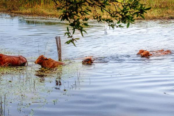 ¿Pueden nadar las vacas? - ¿Las vacas pueden nadar o no?