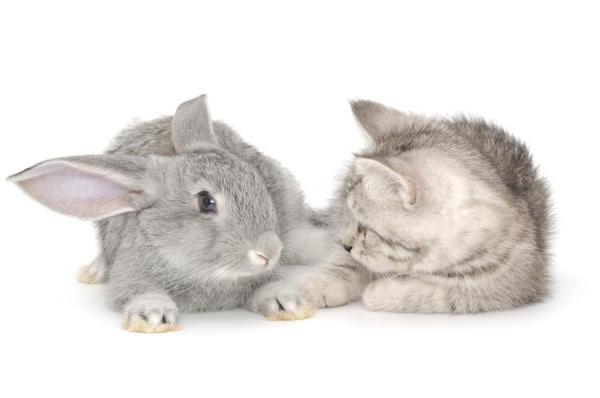 ¿Pueden vivir juntos un gato y un conejo? - Más fácil cuando eres joven