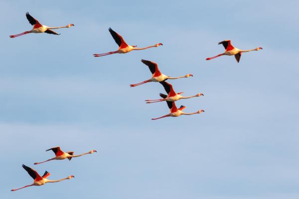 ¿Pueden volar los flamencos? - El Vuelo del Flamenco - ¿Cómo vuelan los flamencos?