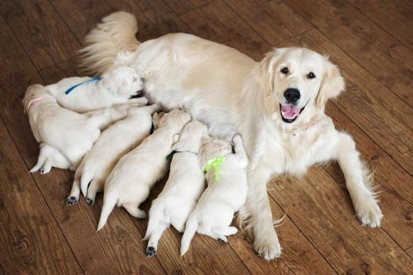 ¿Puedo bañar a mi perro después de dar a luz? - ¿Se puede bañar a un perro después de una cesárea?