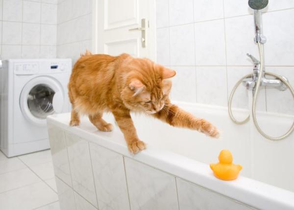 ¿Puedo lavar a mi gato con champú? -