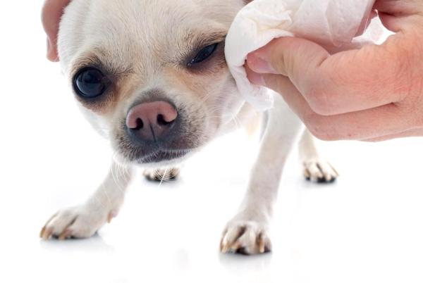 ¿Puedo limpiar los ojos de mi perro con manzanilla?  - ¿Cómo limpiar los ojos de mi perro con manzanilla?