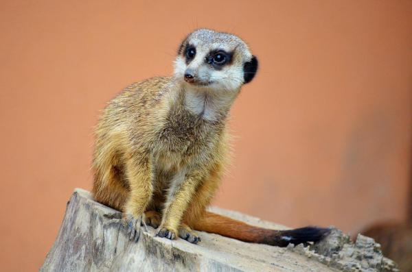 ¿Puedo tener una suricata como mascota? - Las suricatas son animales sociales.
