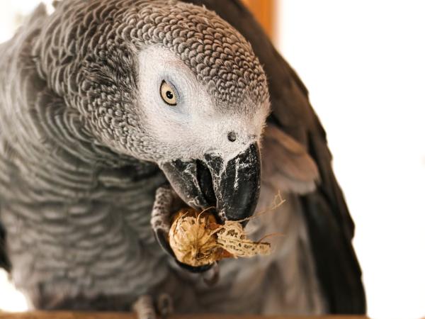 ¿Qué alimentos comen los loros?  - Dieta típica de los loros - ¿Son los loros omnívoros?