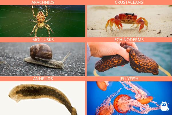 ¿Qué animales no tienen corazón? - ¿Qué animales no tienen corazón?