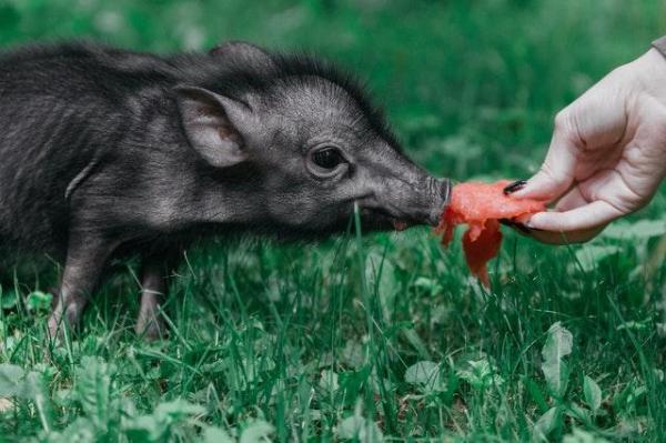 ¿Qué come un cerdo? - Guía completa de la alimentación del cerdo - ¿Qué comen los cerdos?