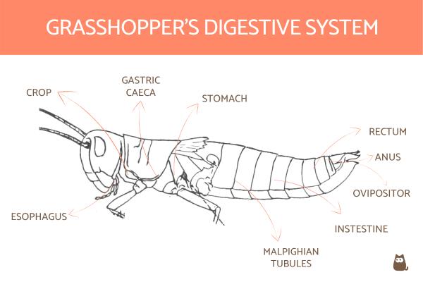 ¿Qué come un saltamontes? - Sistema digestivo de saltamontes