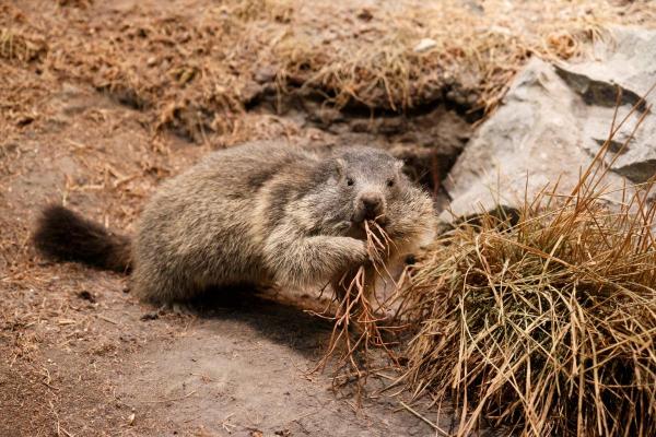 ¿Qué come una marmota? - Dieta de la marmota - ¿Son herbívoras las marmotas?