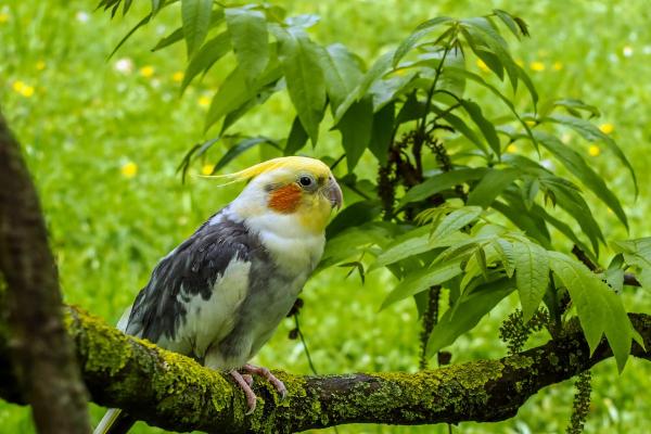 ¿Qué comen las cacatúas? - ¿Por qué las cacatúas se consideran aves granívoras?