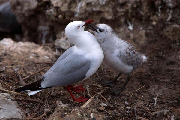 ¿Qué comen las gaviotas? - ¿Qué comen las crías de gaviota?