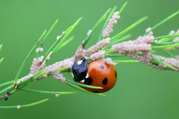 ¿Qué comen las mariquitas? - ¡Todo sobre las mariquitas! - Que comen las mariquitas
