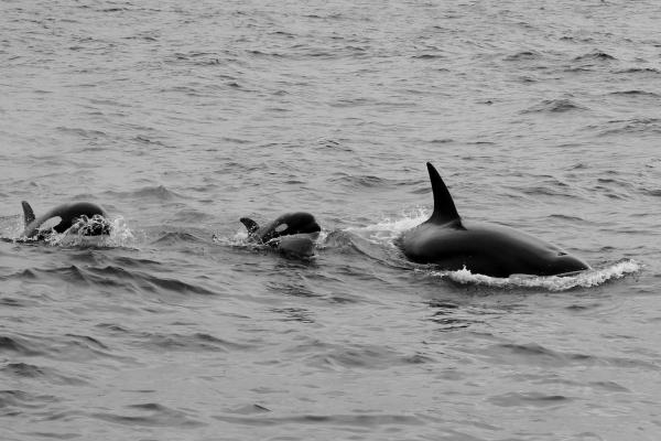 ¿Qué comen las orcas? - ¿Qué comen las crías de orca?