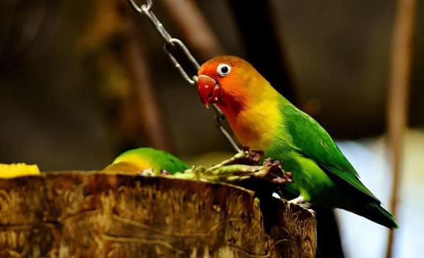 ¿Qué comen los agapornis?  - Qué alimentar a tus agapornis 