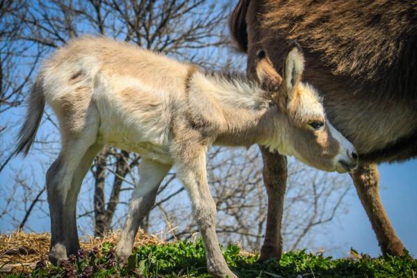 ¿Qué comen los burros? - ¿Qué comen los burritos?