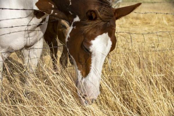 ¿Qué comen los caballos? - ¿Qué comen los caballos domesticados?