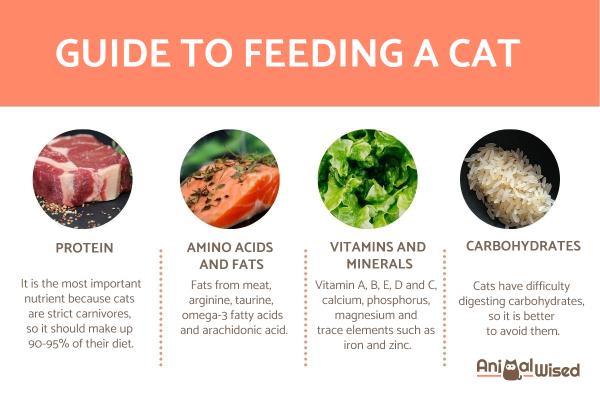 ¿Qué comen los gatos? - Guía de Nutrición del Gato - Necesidades nutricionales de los gatos