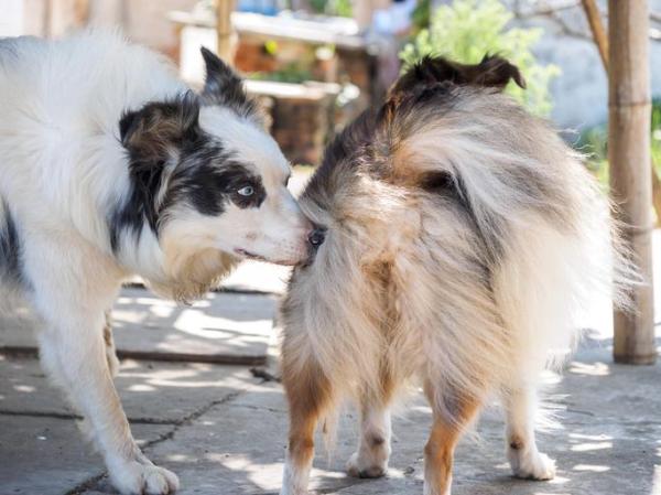 ¿Qué edad deben tener los perros machos para reproducirse? - Edad de fertilidad del perro macho.