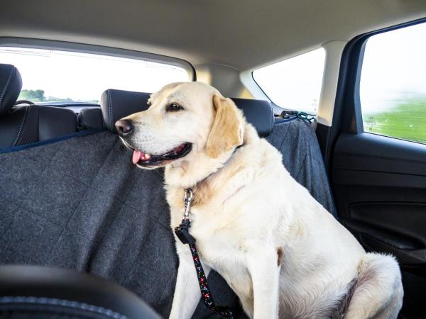 ¿Qué es la calmatonina para perros? - Usos de la calmatonina para perros