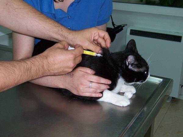 ¿Qué es la triple vacuna para gatos? - ¿Cómo funcionan las vacunas para gatos?
